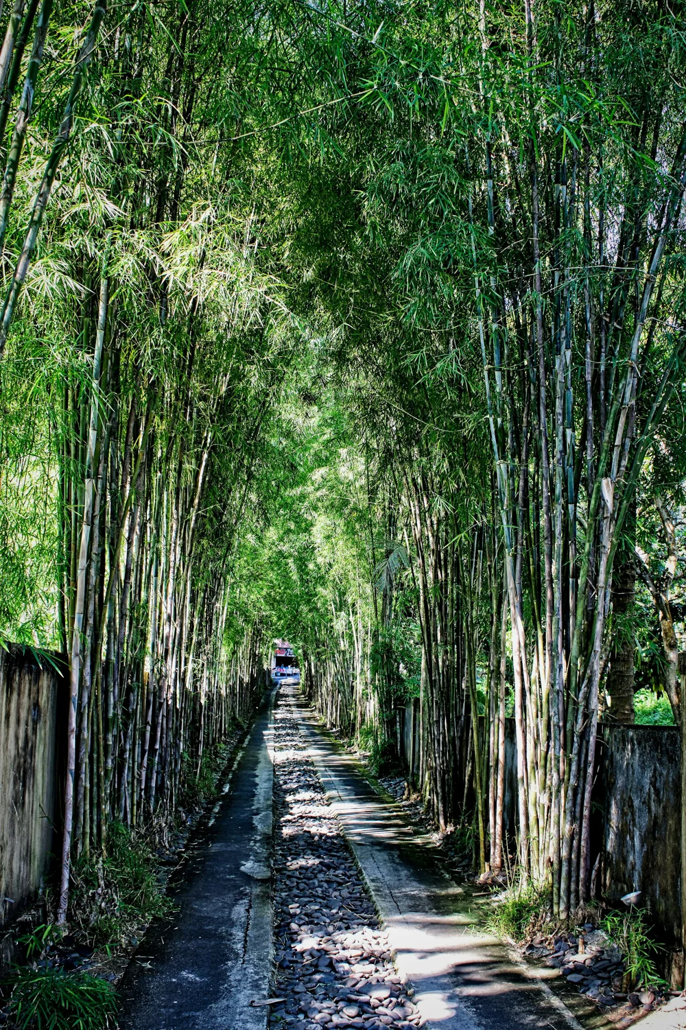 A narrow stone-and-concrete entrance lane beneath a tall green bamboo canopy at Spa Village Resort Tembok Bali